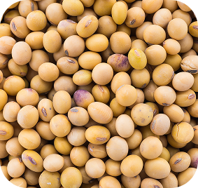 Soya beans